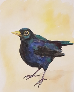 Amsel